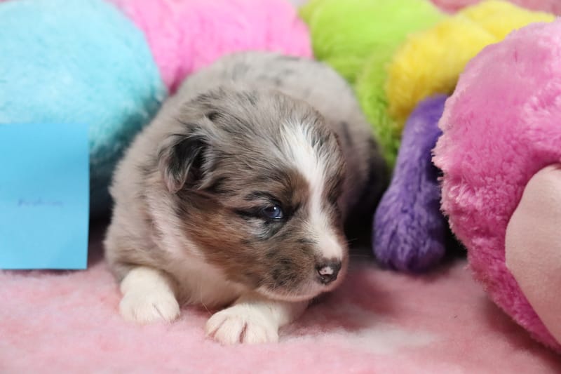 Femelle bleu merle - (TINA) AIKA   - 1650€ -RESERVE