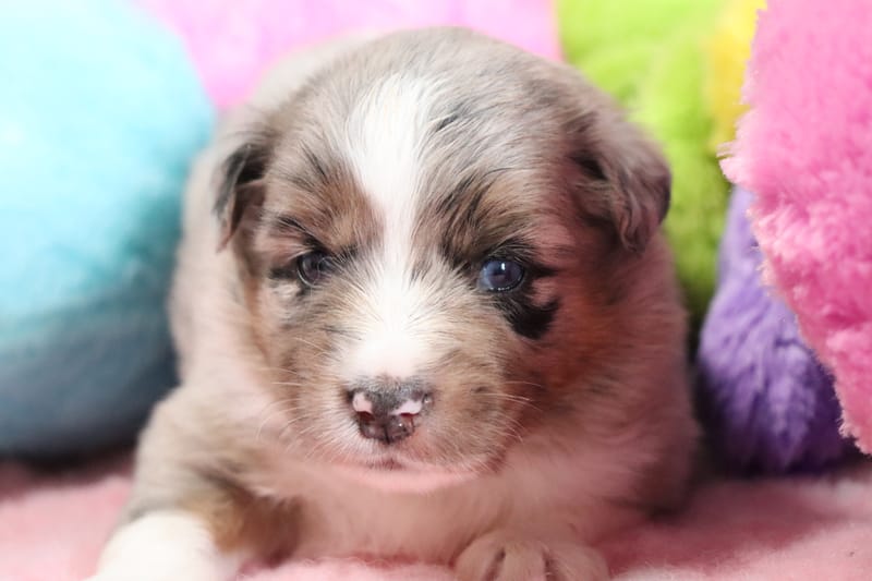 Femelle bleu merle - (TINA) AIKA   - 1650€ -RESERVE