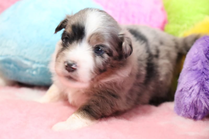 Femelle bleu merle- POPY - 1650€ 