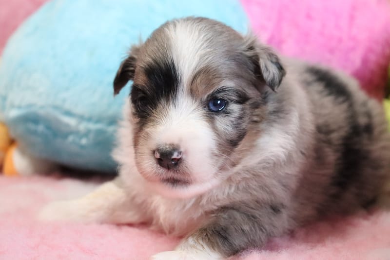 Femelle bleu merle- POPY - 1650€ 