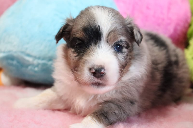 Femelle bleu merle- POPY - 1650€ 