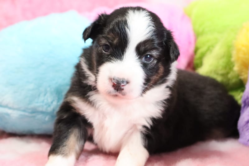 femelle noir tricolore-  VEGAS - 1300€ 