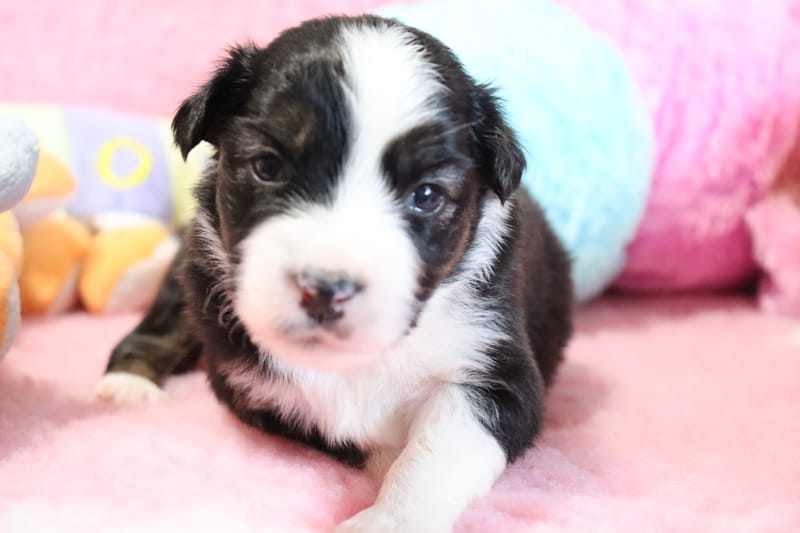 femelle noir tricolore-  VEGAS - 1300€ 