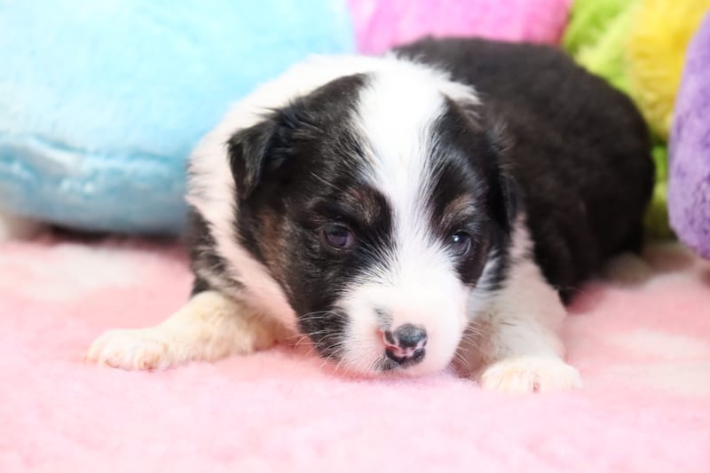 Femelle noir tricolore- HONEY  -1300€ 