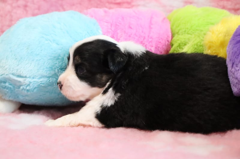 Femelle noir tricolore- HONEY  -1300€ 