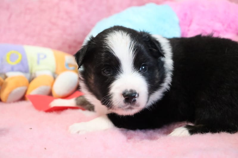 Male noir tricolore- GIZMO - 1200€ 