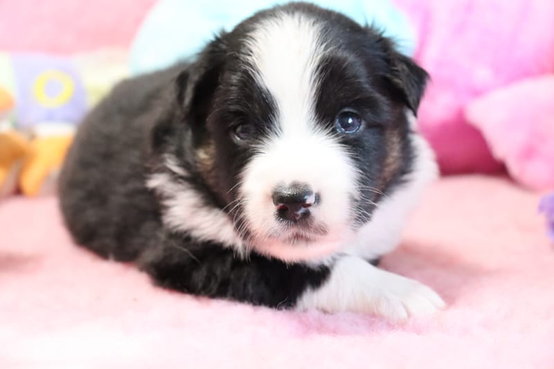 Male noir tricolore- GIZMO - 1200€ 