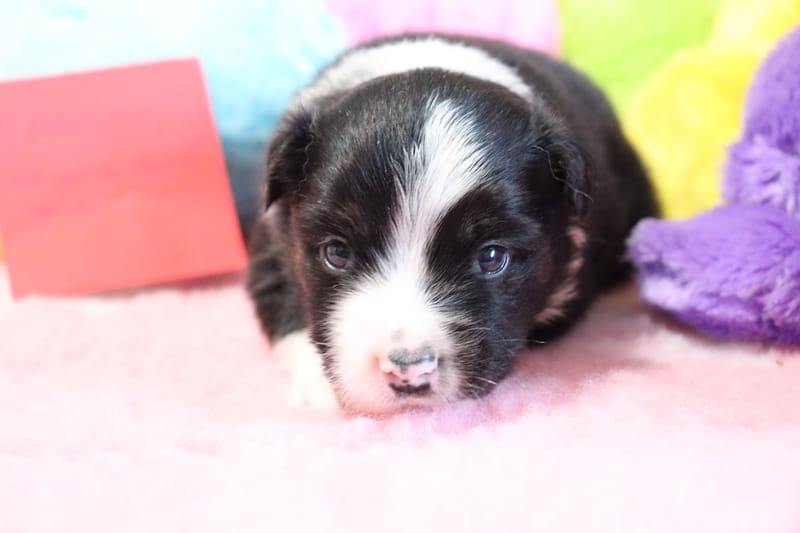 Male noir tricolore 2- DUKE - 1200€ 