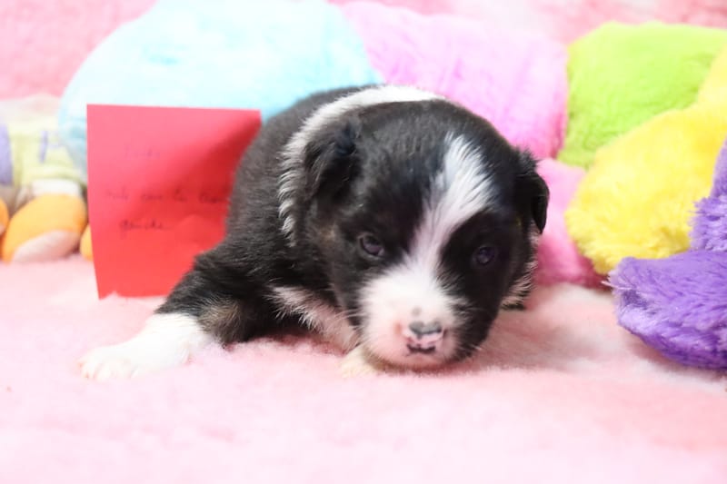 Male noir tricolore 2- DUKE - 1200€ 