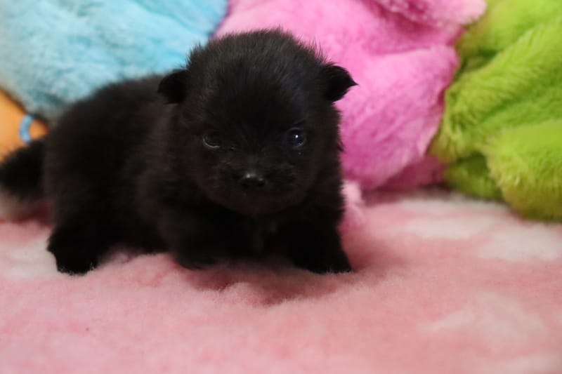 Femelle noir - 1600€ - RESERVEE 