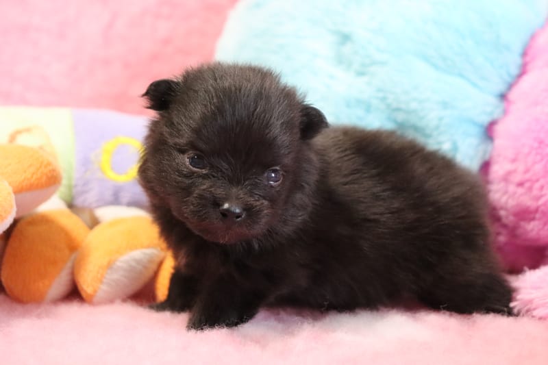 Femelle noir - 1600€ - RESERVEE 