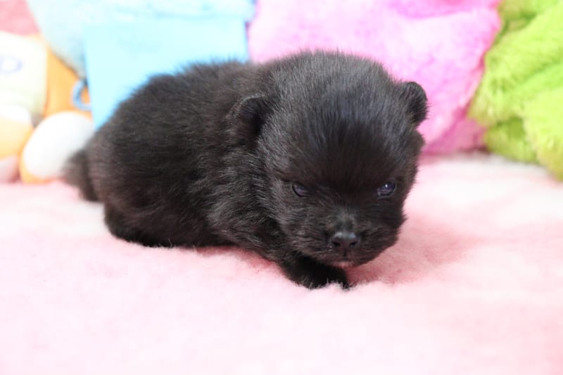 male noir - PEPPER - 1350€ 