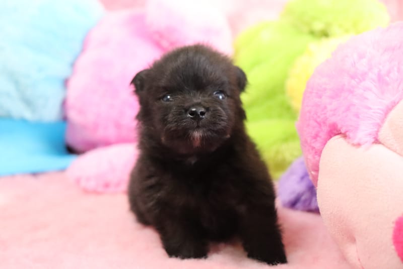 male noir - PEPPER - 1350€ 