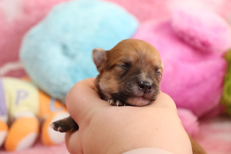 PACO - Male - Fauve charbonné -1000€