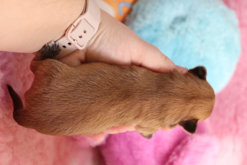 PACO - Male - Fauve charbonné -1000€