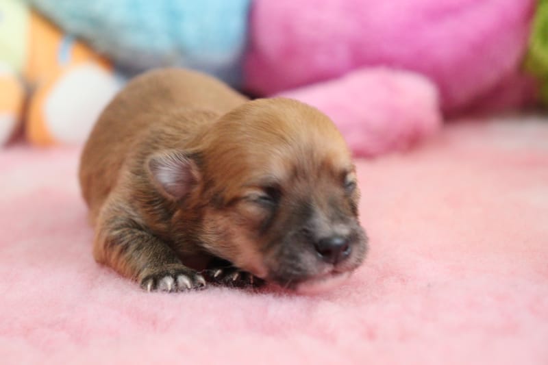 PACO - Male - Fauve charbonné -1000€