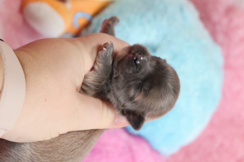 PIXEL - Male bleu fawn - 1000 € 