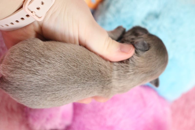 PIXEL - Male bleu fawn - 1000 € 