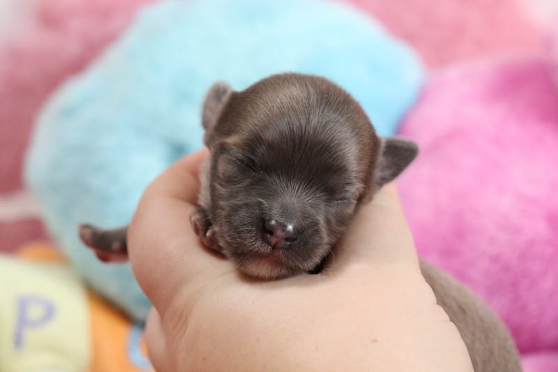 PIXEL - Male bleu fawn - 1000 € 