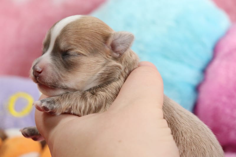 Lola - Femelle bleu fawn -1050 € en option 