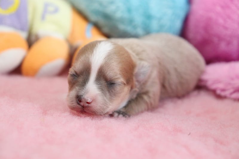 Lola - Femelle bleu fawn -1050 € en option 