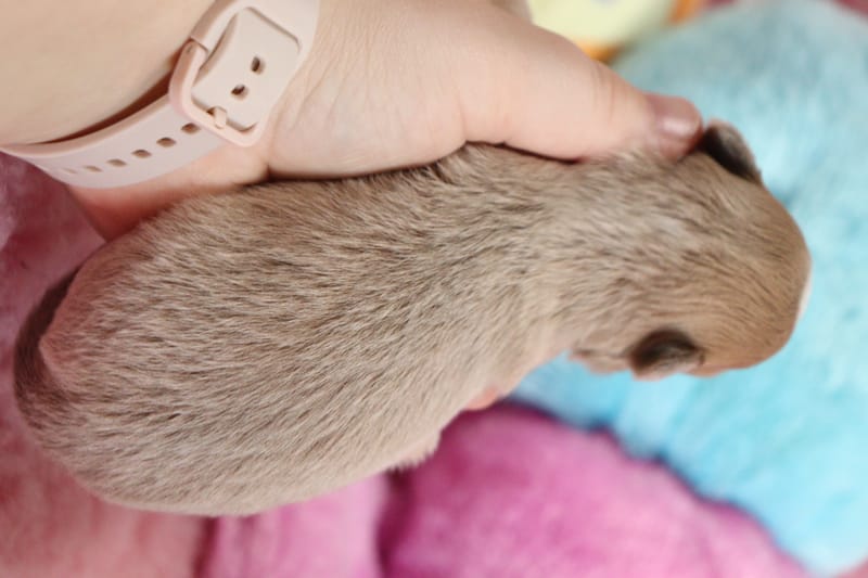 Lola - Femelle bleu fawn -1050 € en option 