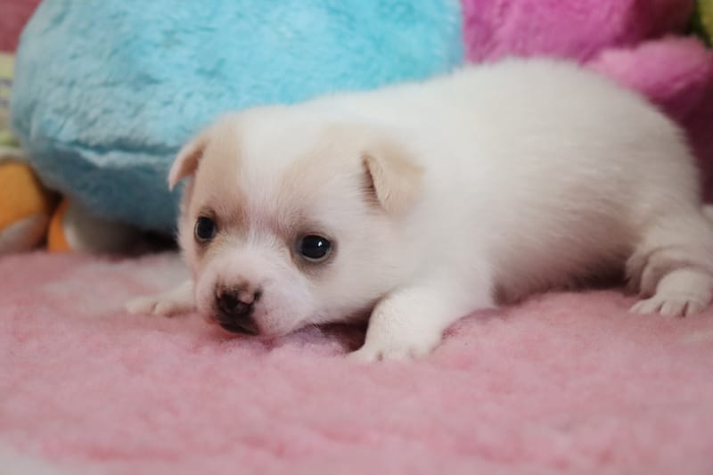 Femelle blanche et créme - GHOST- 1050€ - en option 