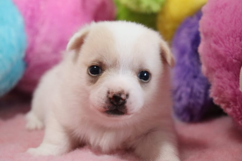 Femelle blanche et créme - GHOST- 1050€ - en option 