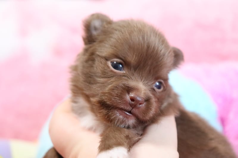 Male chocolat - MIKO - 1000€ en option 