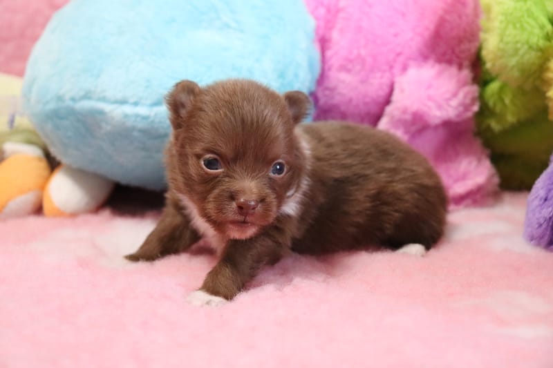 Male chocolat - MIKO - 1000€ en option 