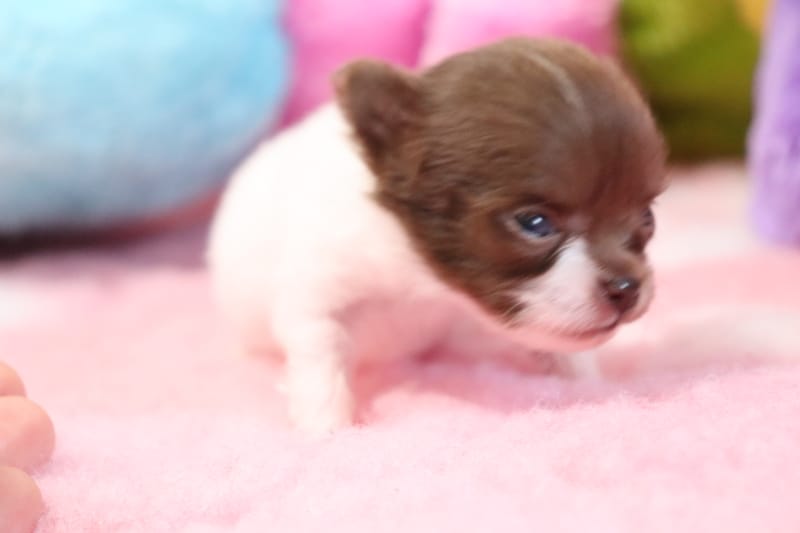 Male chocolat et blanc - OREO - 1000€ - en option 