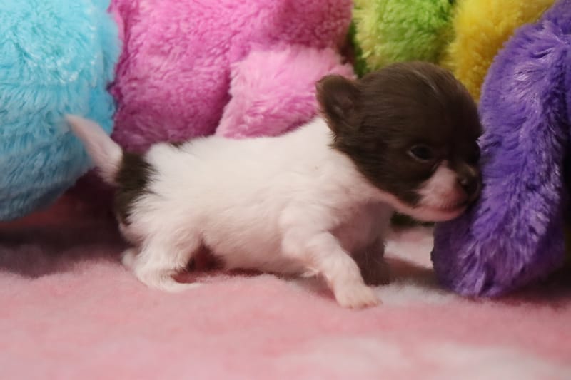 Male chocolat et blanc - OREO - 1000€ - en option 