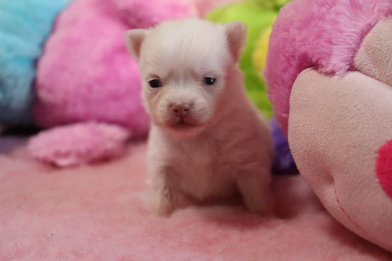 Femelle Blanche - NOVA - 1050€ - En option