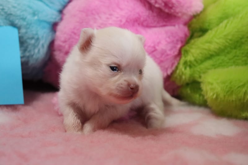 Femelle Blanche - NOVA - 1050€ - En option