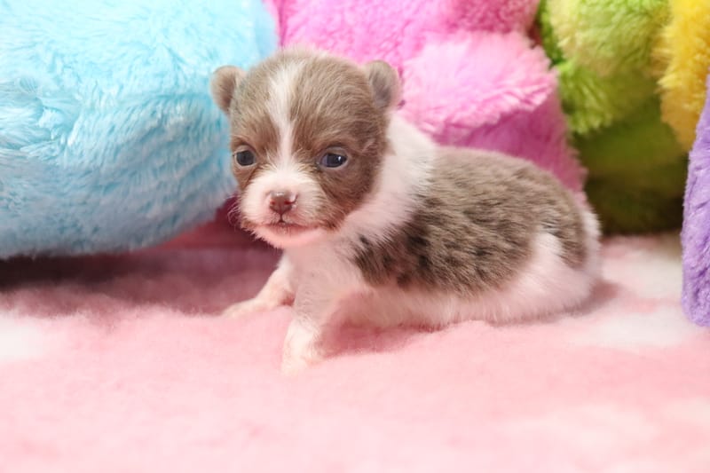 Femelle lavande et blanche 2- SUKI - 1200€ 