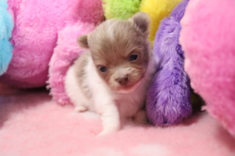 Femelle lavande et blanche - OLLY  - 1200 € RESERVE