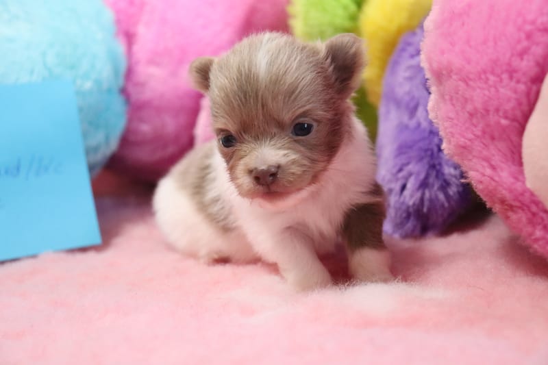 Femelle lavande et blanche - OLLY  - 1200 € RESERVE