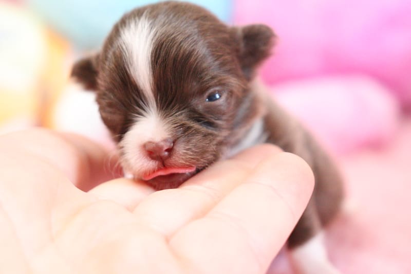 Brownie - male - chocolat et blanc - 1000€ 