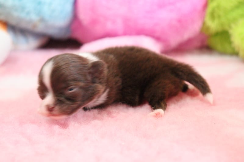 Brownie - male - chocolat et blanc - 1000€ 