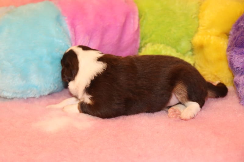 Femelle rouge tricolore 1 - IRIS -1350€ En option 