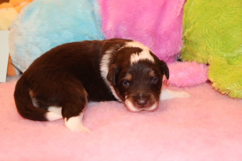 Femelle rouge tricolore 1 - IRIS -1350€ En option 