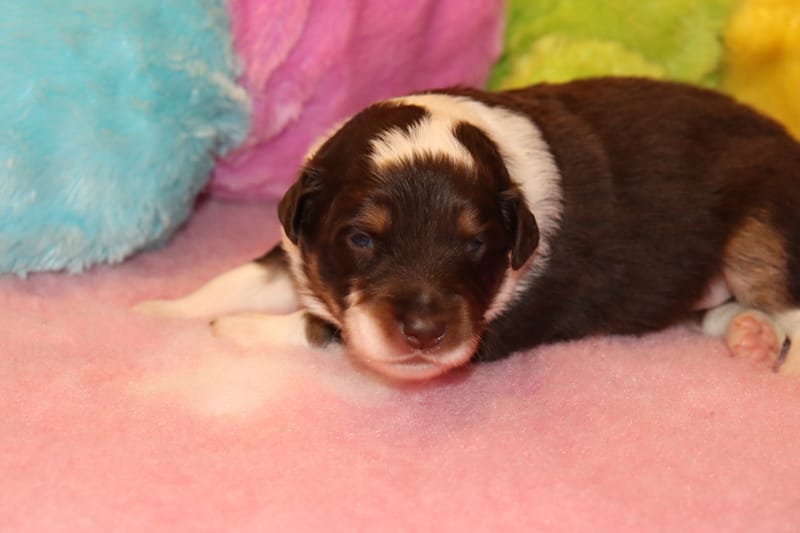 Femelle rouge tricolore 1 - IRIS -1350€ En option 