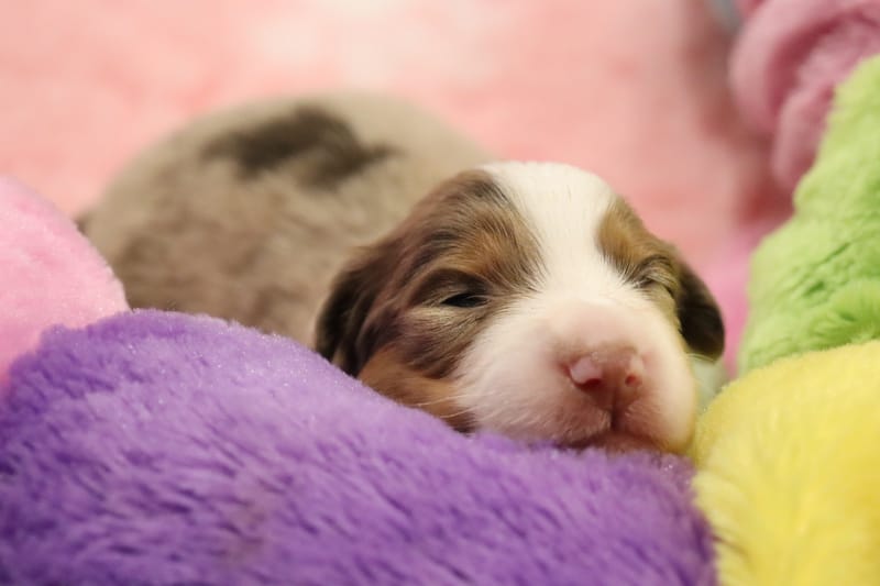 Femelle rouge merle 1- Jade - 1650€ 