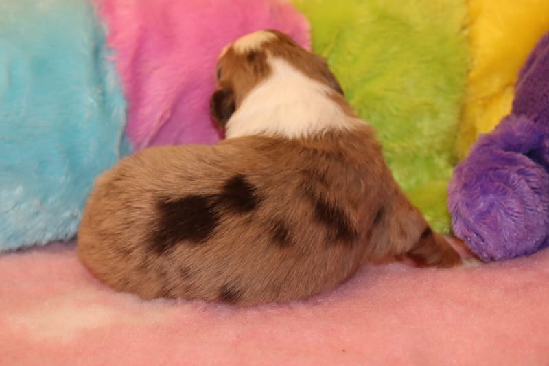 Femelle rouge merle 1- Jade - 1650€ 