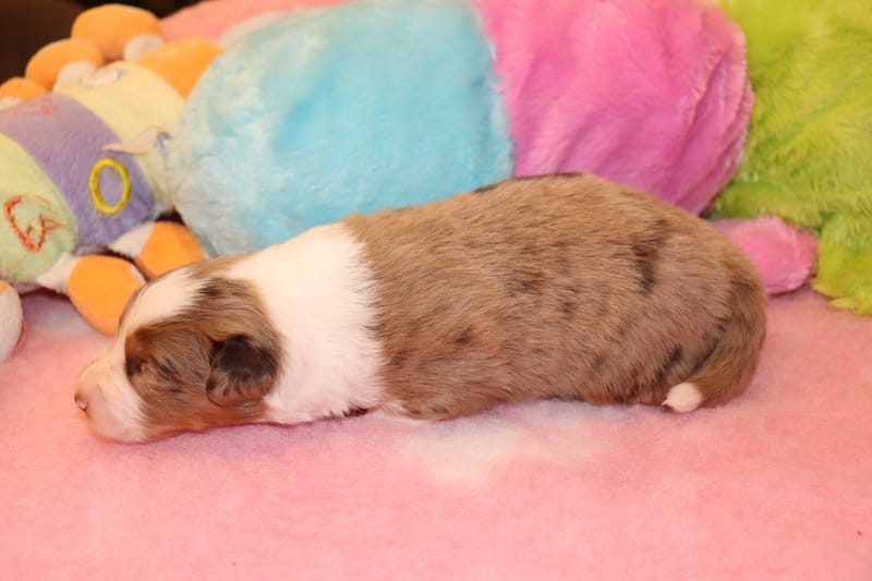 Femelle rouge merle 1- Jade - 1650€ 