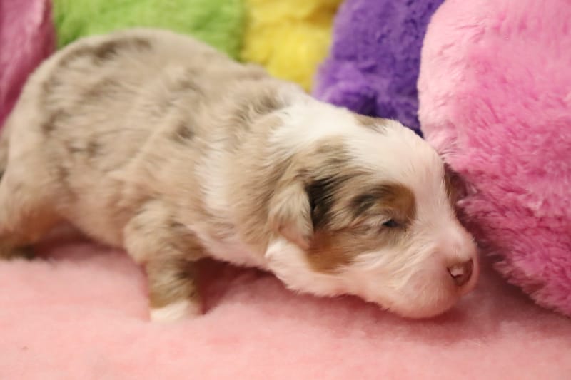 Femelle rouge merle 2- Lilly - 1650 €