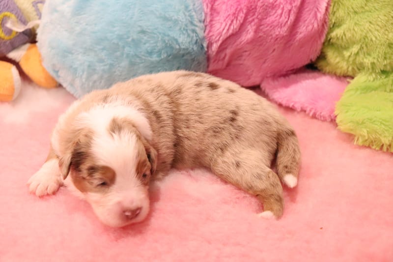 Femelle rouge merle 2- Lilly - 1650 €