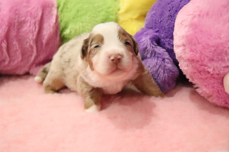 Femelle rouge merle 2- Lilly - 1650 €