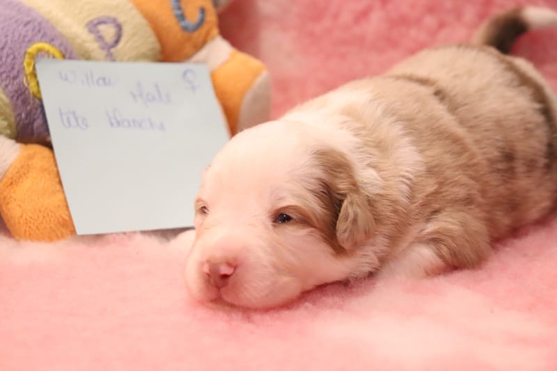 Male rouge merle 1 - Shadow - 1550€ 