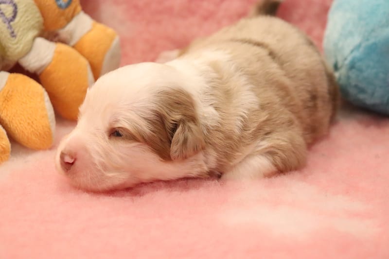 Male rouge merle 1 - Shadow - 1550€ 